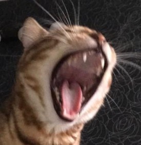 Создать мем: кошка, зубы кошки, кошки с открытым ртом фото