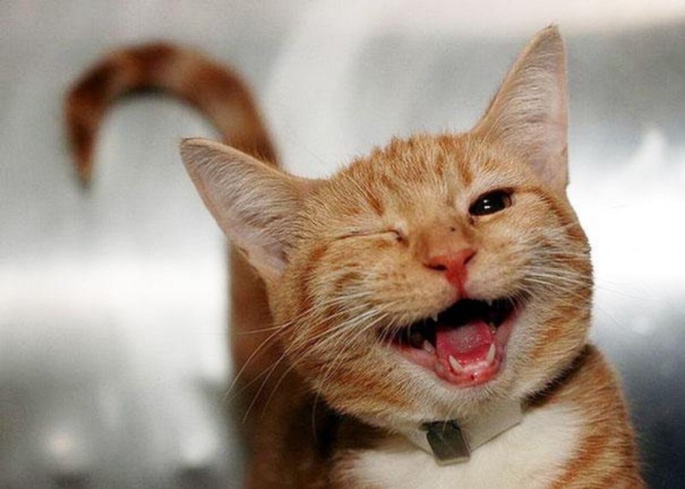 Create meme: red cat , happy cat, the smile of the cat 