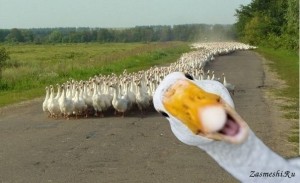 Create meme: memes Gus, meme goose, goose