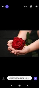 Create meme: beautiful roses, rose in hand