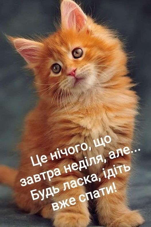 Create meme: ginger kitten , maine coon red, red fluffy kitten