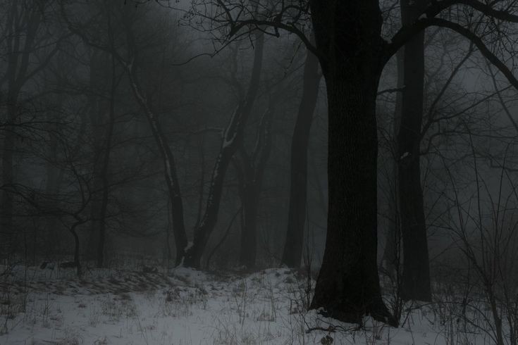 Create meme: dark forest, the forest dark, fog forest