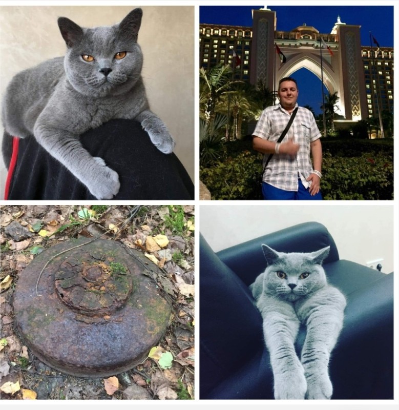 Создать мем: британский котик, голубая британская кошка, британская короткошёрстная кошка