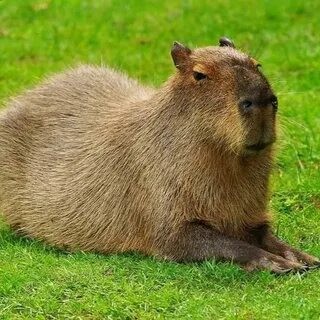 Create meme: the capybara , adult capybara, big capybara guinea pig