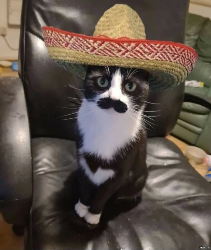 Create meme: cat in a sombrero, The Mexican cat, The cat hat