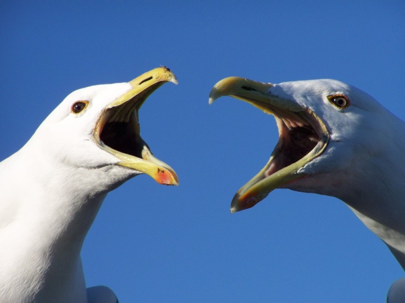 Create meme: Seagull , the screaming seagull, the seagull's cry