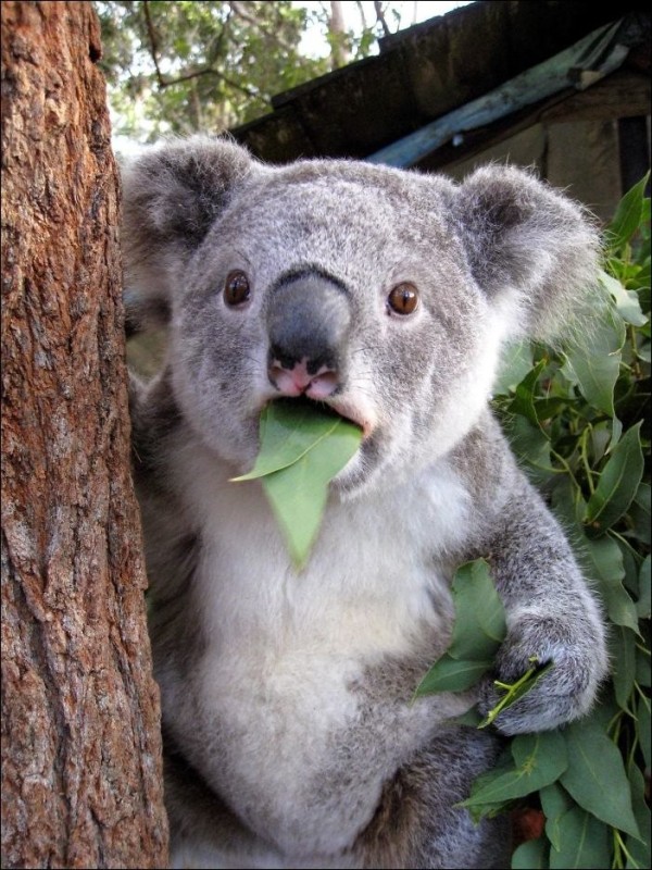 Создать мем: удивленный коала, смешная коала, коала животное