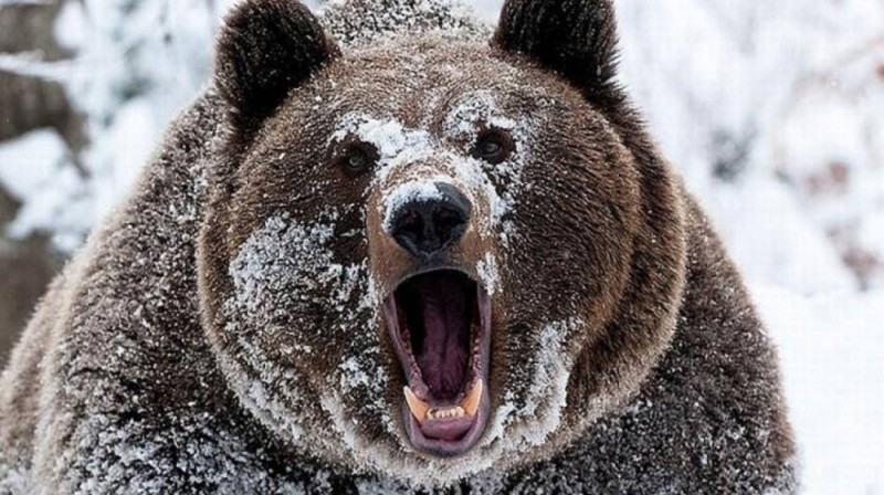 Create meme: bear , grizzly bear , grizzly bear angry