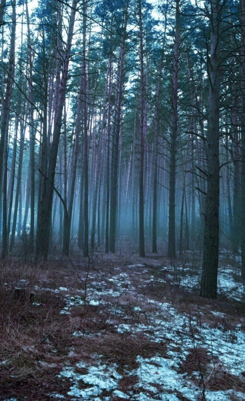Создать мем: мрачный лес, в сосновом бору, лес туман