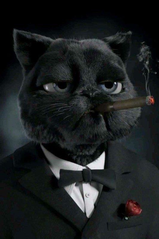 Создать мем: гангстер кот, кот в шляпе с сигарой, злая ухмылка кота