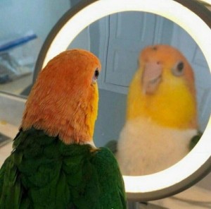 Create meme: parrot, memes with parrots, parrot in the mirror meme