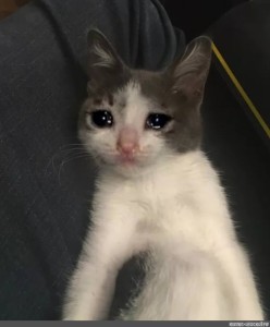 Создать мем: плачущий кот мем, котенок со слезами, плачущий котик
