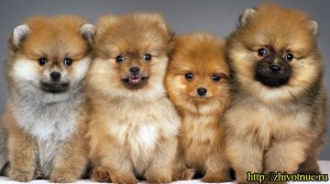 Create meme: the best breeders of Pomeranian in Russia, purebred Pomeranian, Pomeranian