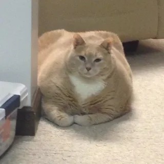 Создать мем: очень толстый кот, жирный котик, очень толстые коты
