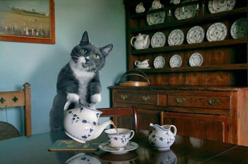 Create meme: a cat in the kitchen, cat pours tea, the cat drinks coffee