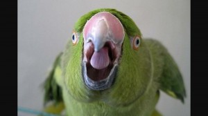Create meme: screaming parrot, talking parrot