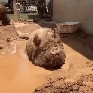 Create meme: pig, nature, wildlife