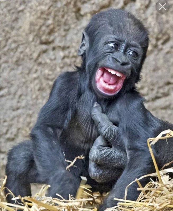 Создать мем: смешная горилла аленка, смешные шимпанзе, детёныш гориллы