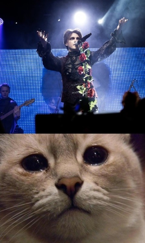 Создать мем: кот мем, котик мем, смешные коты 2022