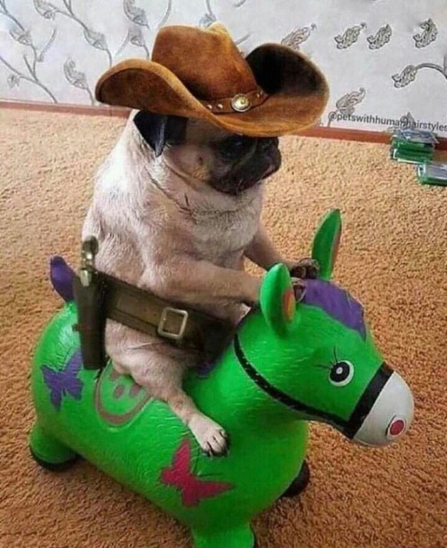 Create meme: funny pug dog, a pug on a rubber donkey, pug cowboy