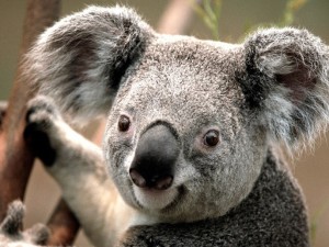 Create meme: animals, koala, koalas