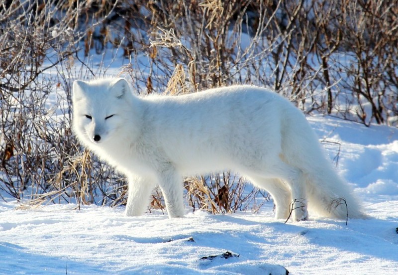 Создать мем: животное песец, полярная лисица песец, обыкновенный песец (полярная лисица)