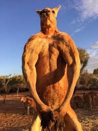Создать мем: кенгуру качок, мускулистый кенгуру роджер, накаченный кенгуру