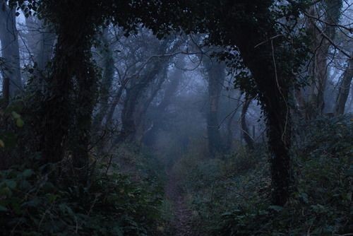 Создать мем: темный лес, лес туманный, мистический лес
