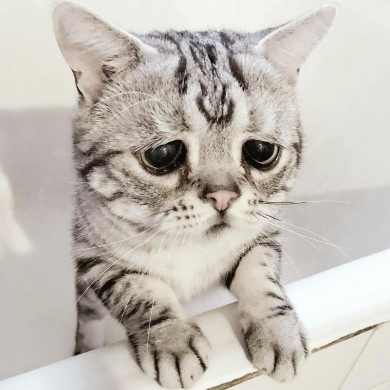 Create meme: sad cat, the saddest cat , sad cat breed