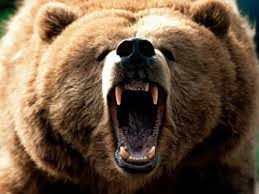 Create meme: bear evil, grizzly bear