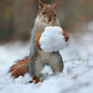 Create meme: snow, proteins, rodents