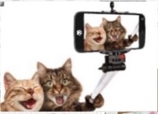 Create meme: selfie cat, cat with a camera, cat selfie