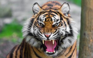 Создать мем: roar, kaplan, angry tiger