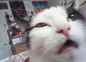Create meme: funny faces of cats, cat meme, cat selfie