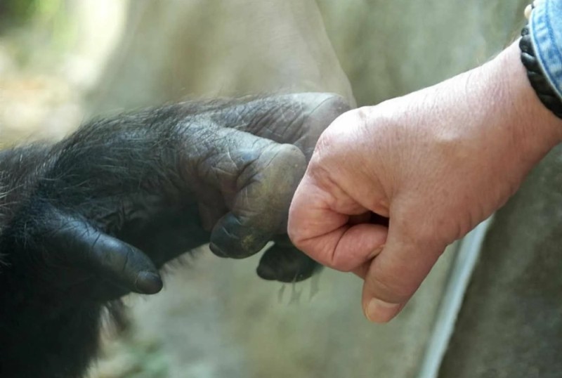 Create meme: the hand of the monkey , chimpanzees , the hand of a chimpanzee