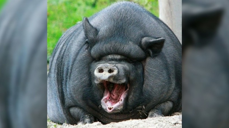 Создать мем: свинья жирная черная, большая свинья, вьетнамская вислобрюхая свинья