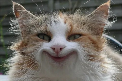 Создать мем: кот смешной, котики ржака, кот улыбка