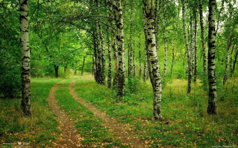 Create meme: birch grove navlya, birch in the forest, birch grove forest