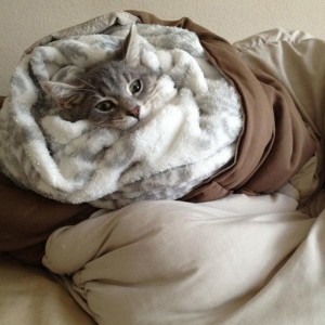 Create meme: animals cute, cat under a blanket, cat