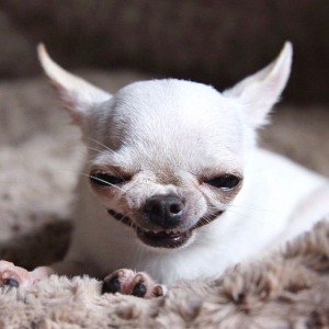 Create meme: funny Chihuahua, white Chihuahua, evil Chihuahua
