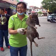 Создать мем: giant, rat, чёрная крыса