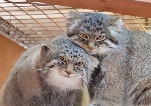 Create meme: wild cat manul, manul