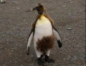 Создать мем: птенец королевского пингвина, императорский пингвин линька, королевский пингвин