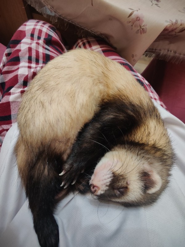 Create meme: ferret, two ferrets, home ferret