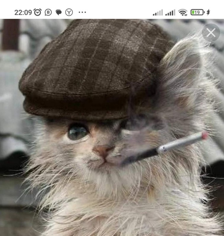 Create meme: cat , gopnik cats, the cat in the hat