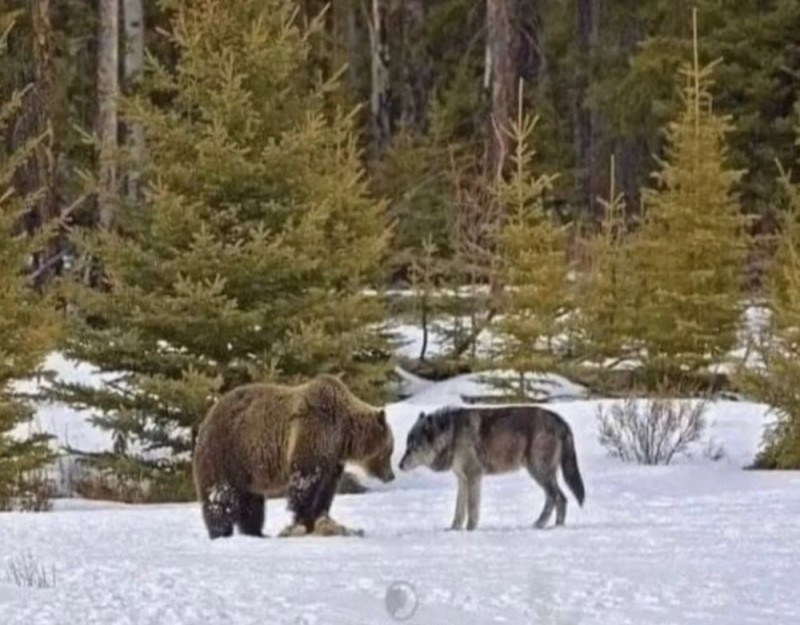 Создать мем: тайга медведь, медведь волк, стая волков против медведя