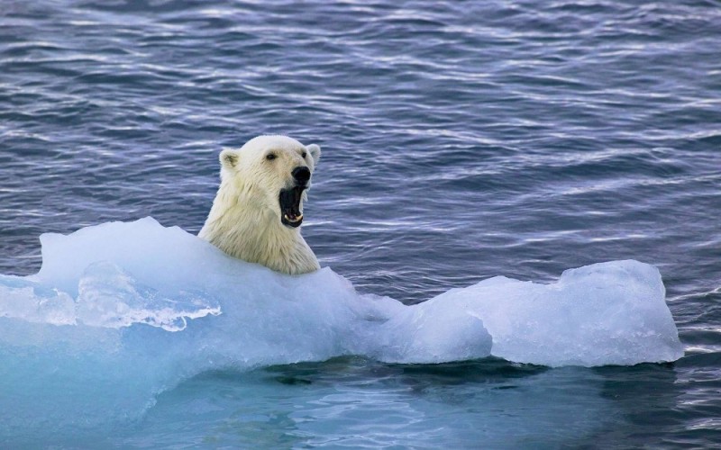 Create meme: polar bear , Arctic ocean polar bear, polar bears in the arctic