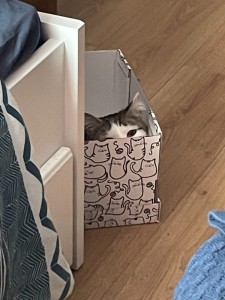 Создать мем: коробки для хранения, кот в коробке я, кот в коробке