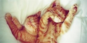 Create meme: morning cuddling cats, kitty morning photo, good morning cats pictures