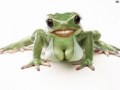 Создать мем: лягушки, лягушка живая, лягушка жаба